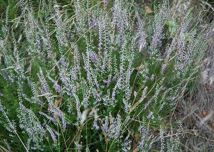 La Grange Aux 5 Sens Walscheid